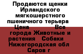 Продаются щенки Ирландского мягкошерстного пшеничного терьера › Цена ­ 30 000 - Все города Животные и растения » Собаки   . Нижегородская обл.,Саров г.
